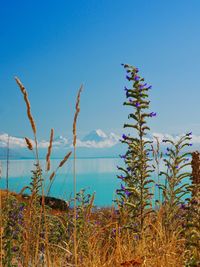 Plants by sea against clear blue sky