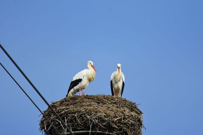 Storks perching on nest against clear sky