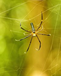 Close-up of spider on web