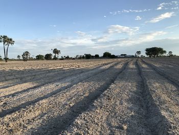 Scenic view of agricultural field against sky