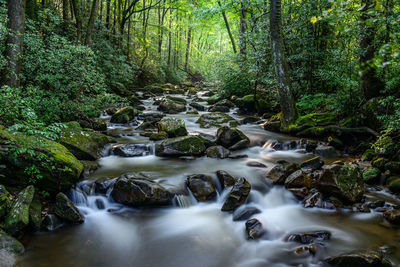 Scenic view of waterfall in forest