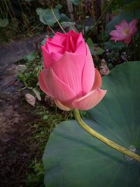 Close-up of pink lotus water lily