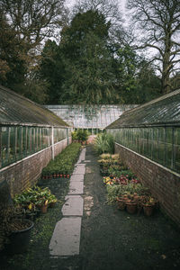 Footpath amidst plants in garden