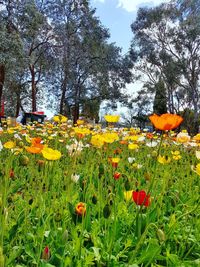 Yellow flowers blooming on field