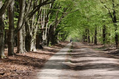 Road amidst trees in forest