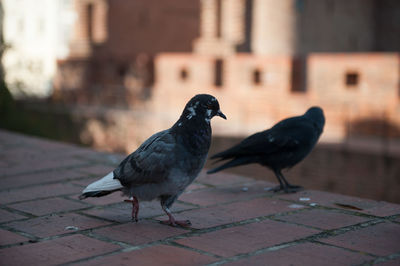 Bird perching on railing