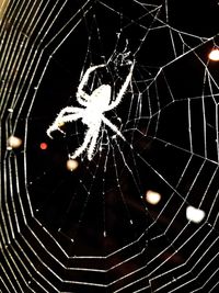 Close-up of spider web at night