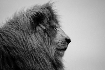 Close-up of lion against clear sky