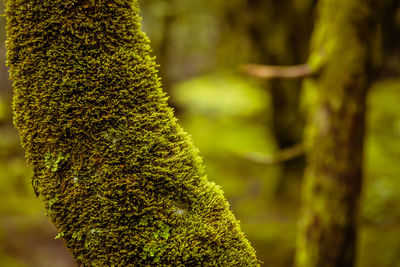 Close-up of moss growing on tree trunk