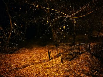 View of illuminated trees at night