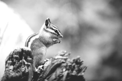 Close-up of squirrel