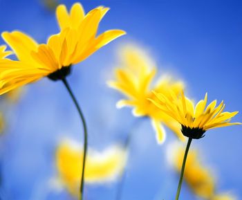 Close-up of yellow flowering plant against blue sky