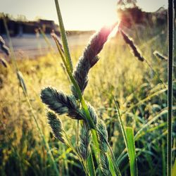 Close-up of plant growing on field