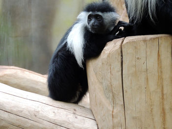 Portrait of monkey sitting on wood