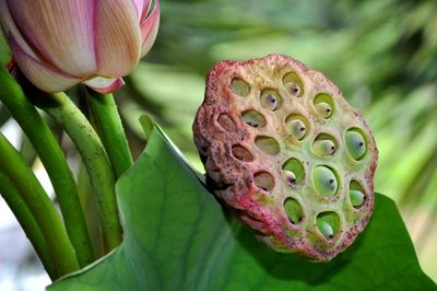 Close-up of pink lotus water lily