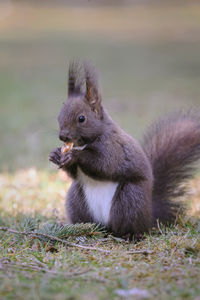 Close-up of squirrel