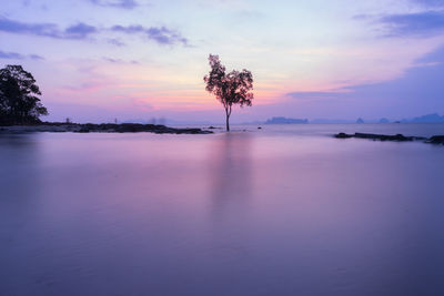 Scenic view of tree against sky during sunset