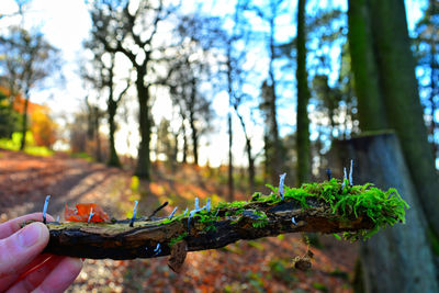 Close-up of leaf on tree trunk in forest