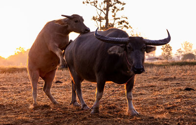 Swamp buffalo at a harvested rice field in thailand. buffalos at rice farm in the morning.