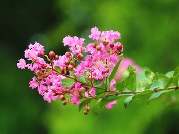 Close-up of pink flowers