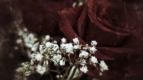 Close-up of flowers blooming outdoors
