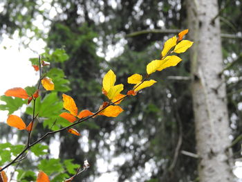 Close-up of yellow flower tree