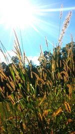 Close-up of crops growing on field against sky