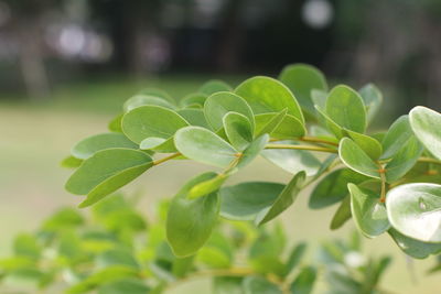 Close-up of plant