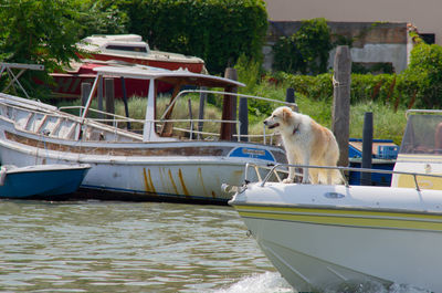 Dog on boat moored at shore