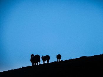 Sheep grazing on field