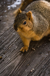 Close-up of squirrel on wood