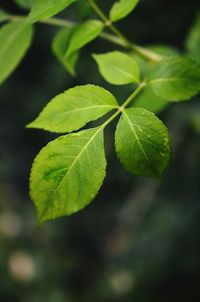 Close-up of plant leaves