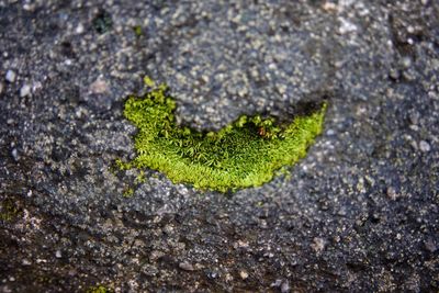 High angle view of small plant growing on moss covered land