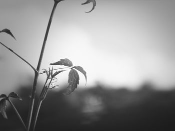 Close-up of plant against sky