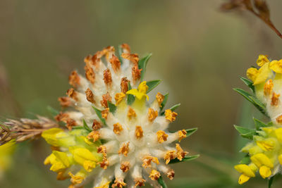 Close-up of yellow flowering plant