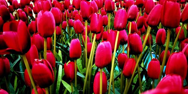 Close-up of red tulips