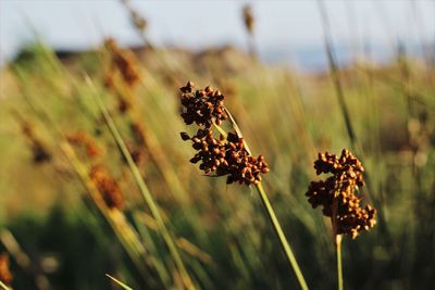 Close-up of red flowering plant on field