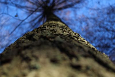 Low angle view of tree against sky