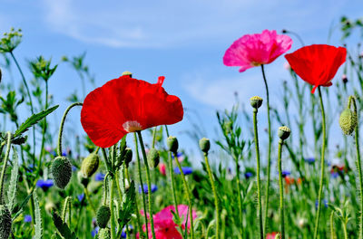 Close-up of red poppy flowers on field