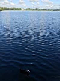 View of bird in lake