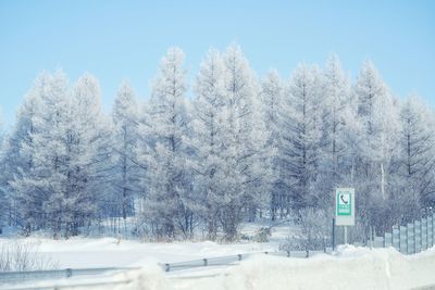 Snow covered trees against sky