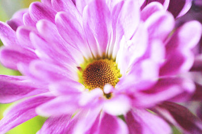 Close-up of pink flower