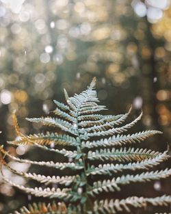 Close-up of christmas tree