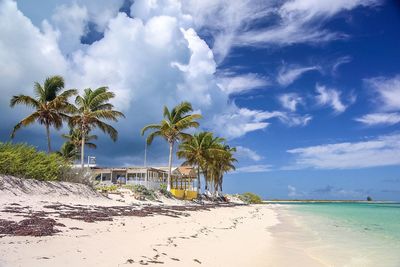 Palm trees on beach