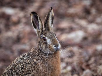 Close-up of an hare on land