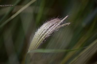 Close-up of dandelion flower on field