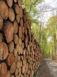 Stack of logs in forest