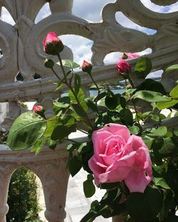 Close-up of pink roses blooming outdoors