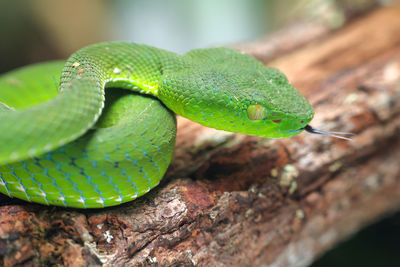 Close-up of green lizard