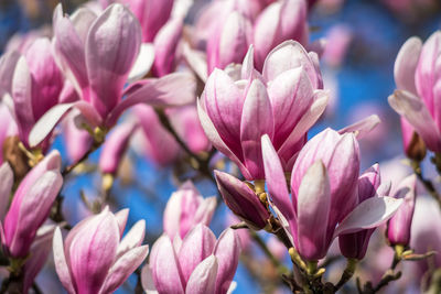 Close-up of pink flowering plant